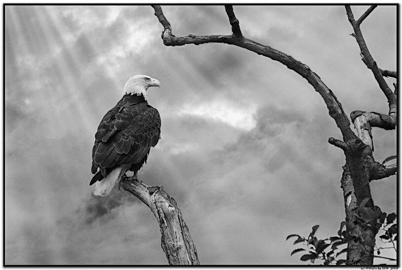 Mouse On and Off Image